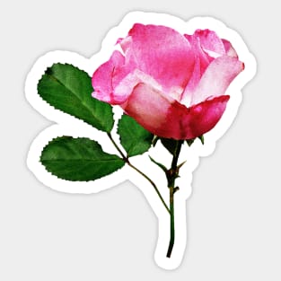 Roses - Pale Pink Rosebud Sticker